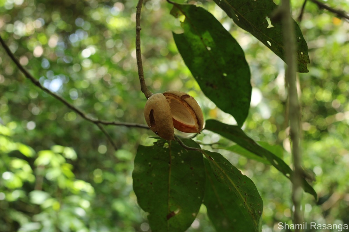 Myristica ceylanica A.DC.